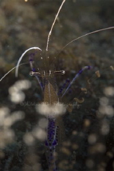 Pederson Cleaner Shrimp, fragile and delicate by Adeline Wee 